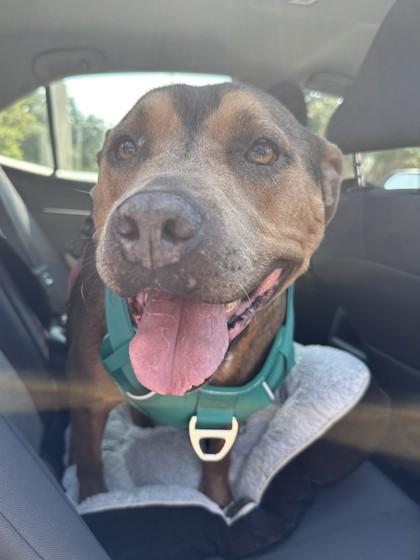 Dede, a Adoptable Mixed Breed in Covington, LA image 3/3