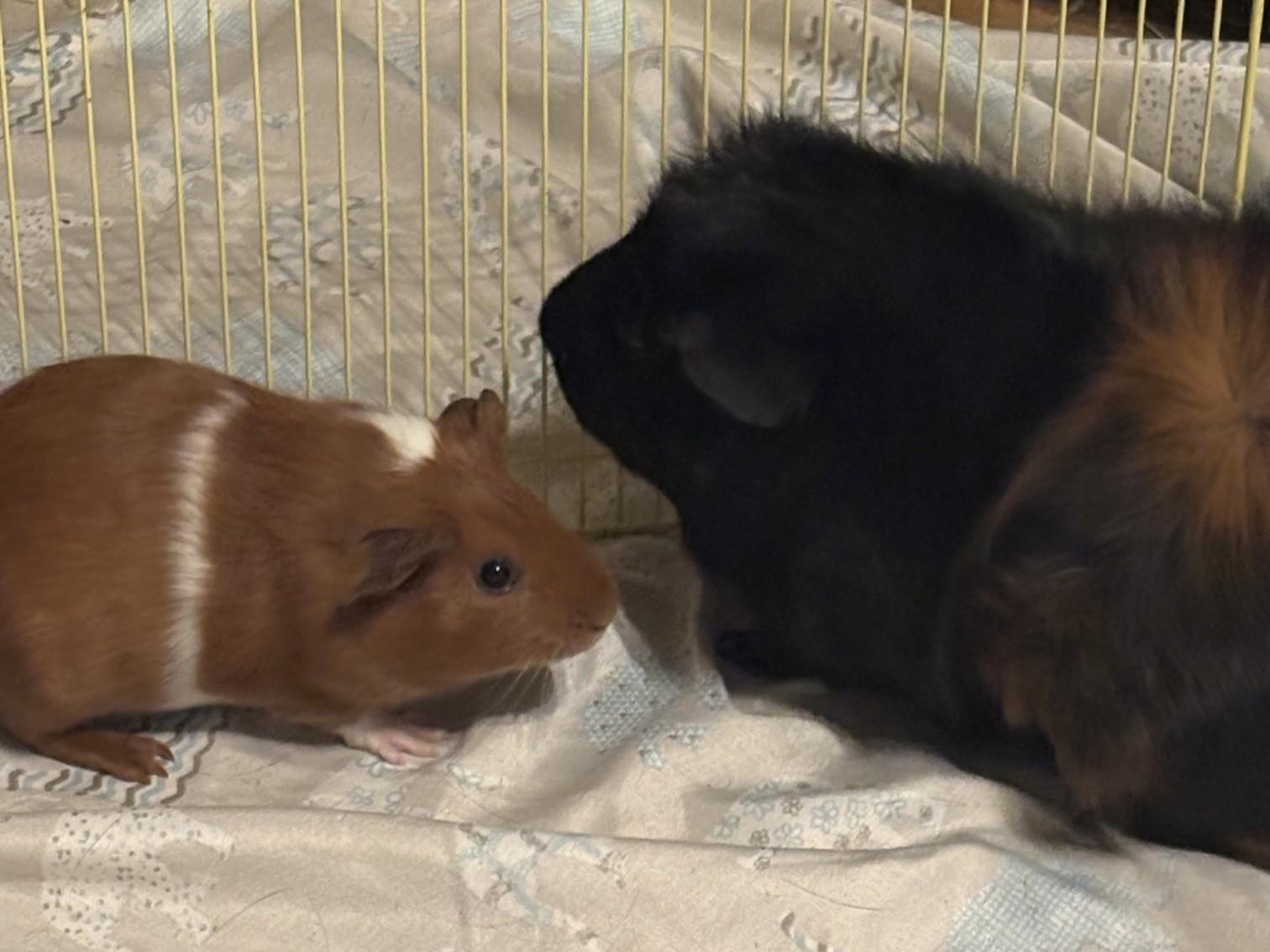  Ben and Patrick, adoptable, Baby Male Abyssinian & Short-Haired.