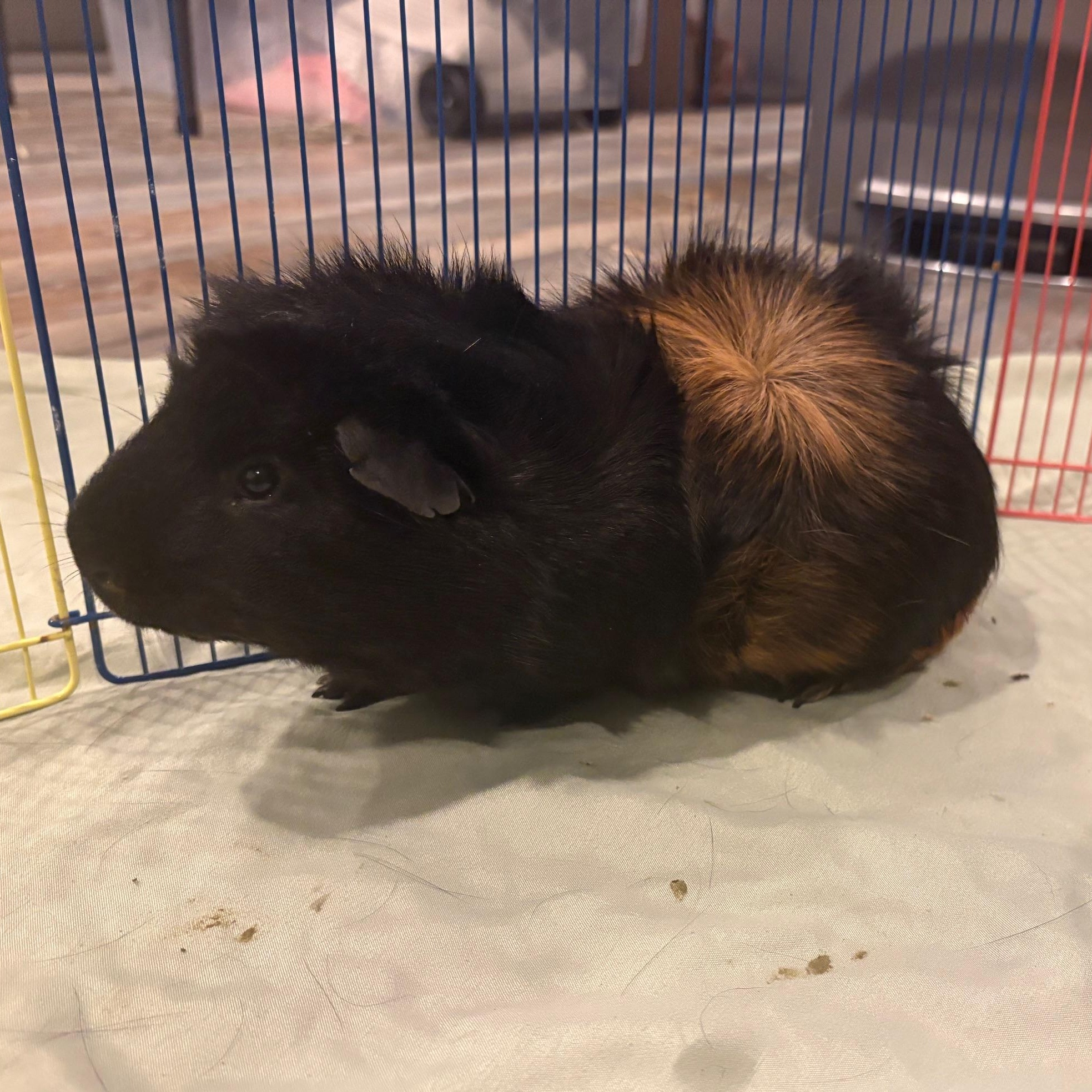  Ben, adoptable, Young Male Abyssinian.