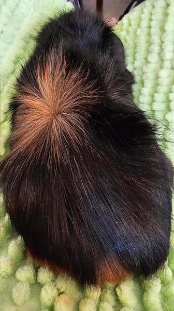 Ben, ADOPTABLE, Young Male Abyssinian.