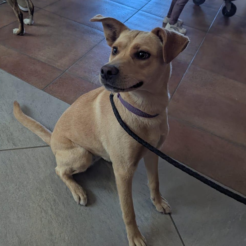 Lola, a ADOPTABLE mixed breed in Tijuana, BCN image 2/2