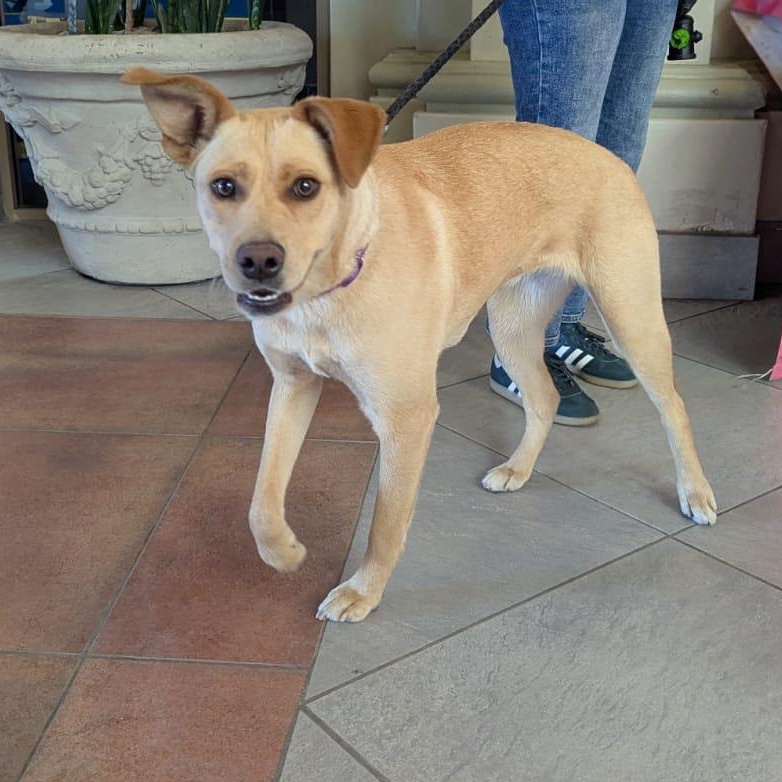 Lola, a ADOPTABLE mixed breed in Tijuana, BCN image 1/2