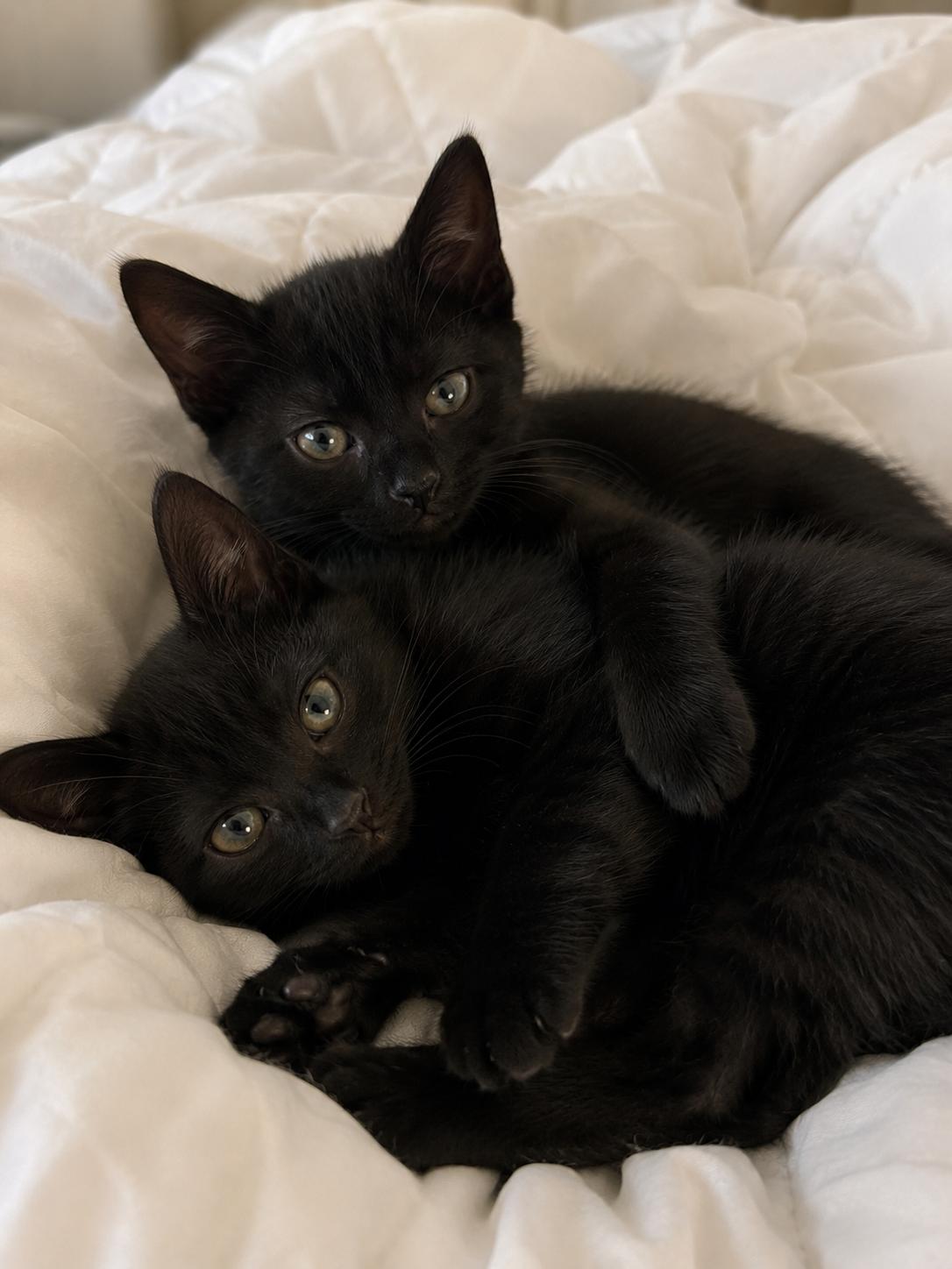 Teddy & Bear, Adopted, Kitten Male Domestic Short Hair & Domestic Short Hair.