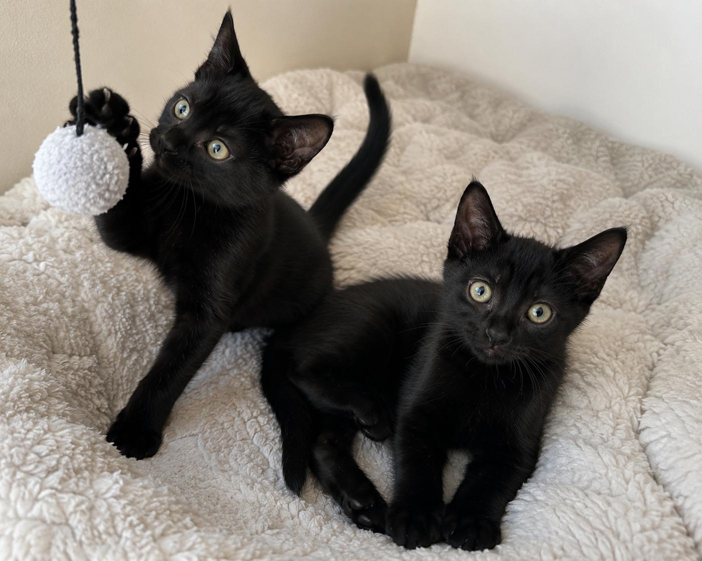 Teddy & Bear, a Adopted mixed breed in Long Beach, CA image 3/3