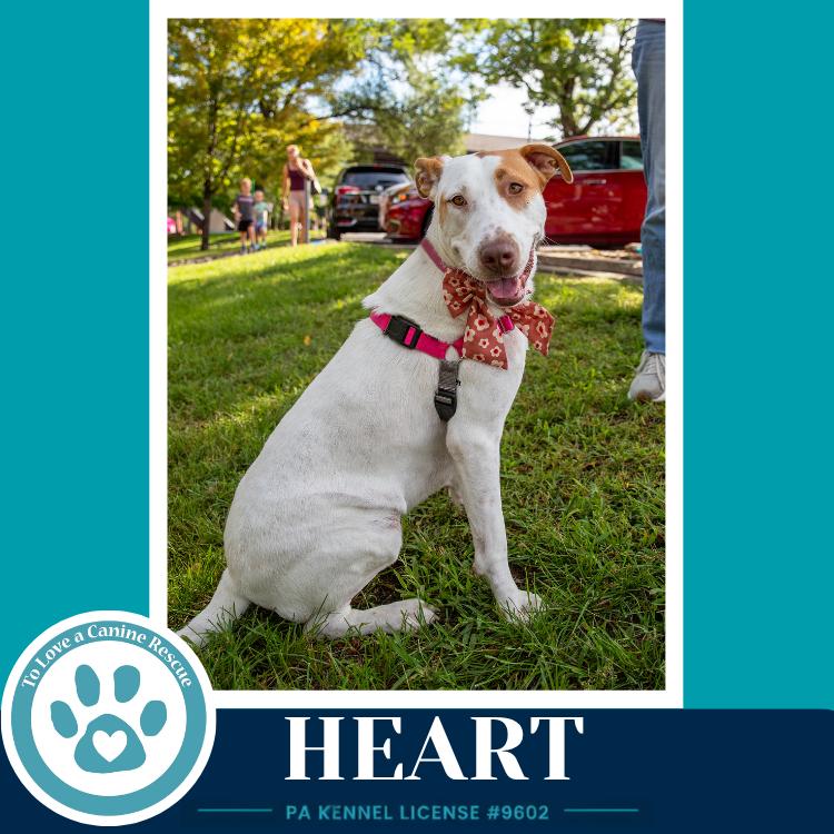 Enlarge Heart 071826, a Adoptable mixed breed in Kimberton, PA image 1/6