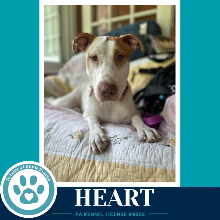 Heart 071826, Adoptable, Adult Female Labrador Retriever & Pointer.