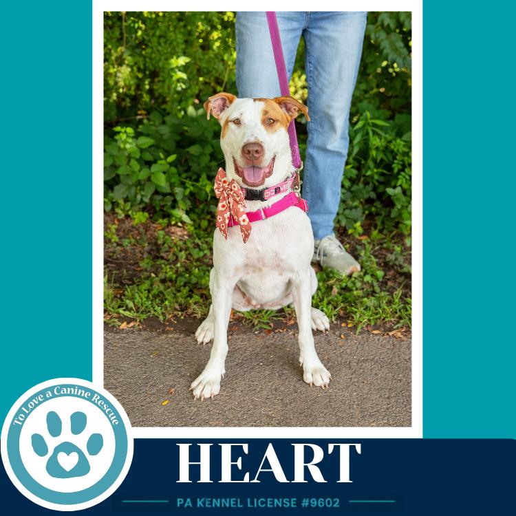 Enlarge Heart 071826, a Adoptable mixed breed in Kimberton, PA image 2/6