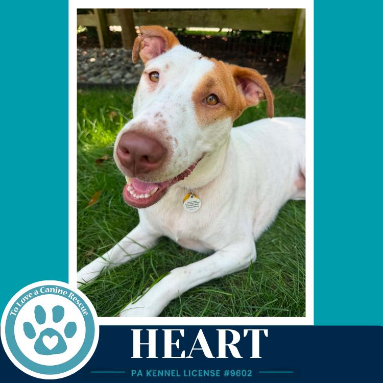 Heart 071826, Adoptable, Adult Female Pit Bull Terrier & Pointer.
