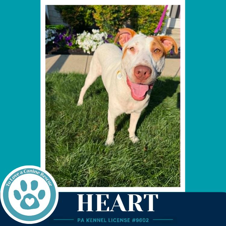 Heart 071826, a Adoptable mixed breed in Kimberton, PA image 2/6