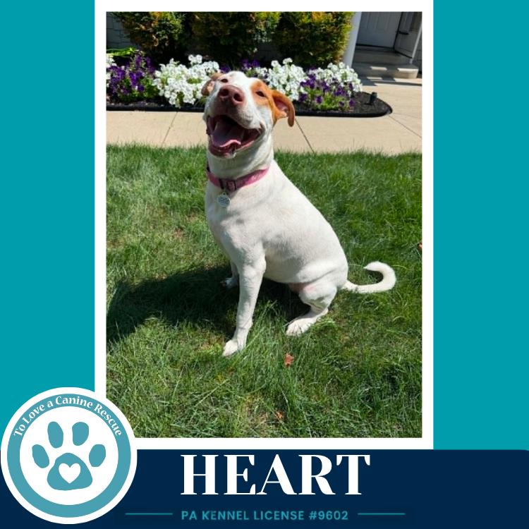 Heart 071826, a Adoptable mixed breed in Kimberton, PA image 3/6