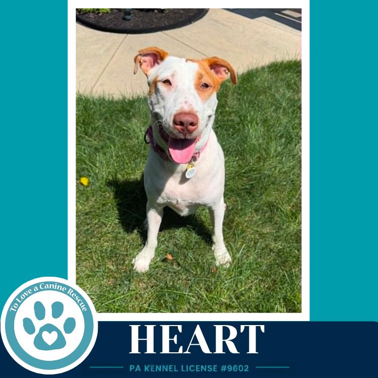 Heart 071826, a Adoptable mixed breed in Kimberton, PA image 4/6