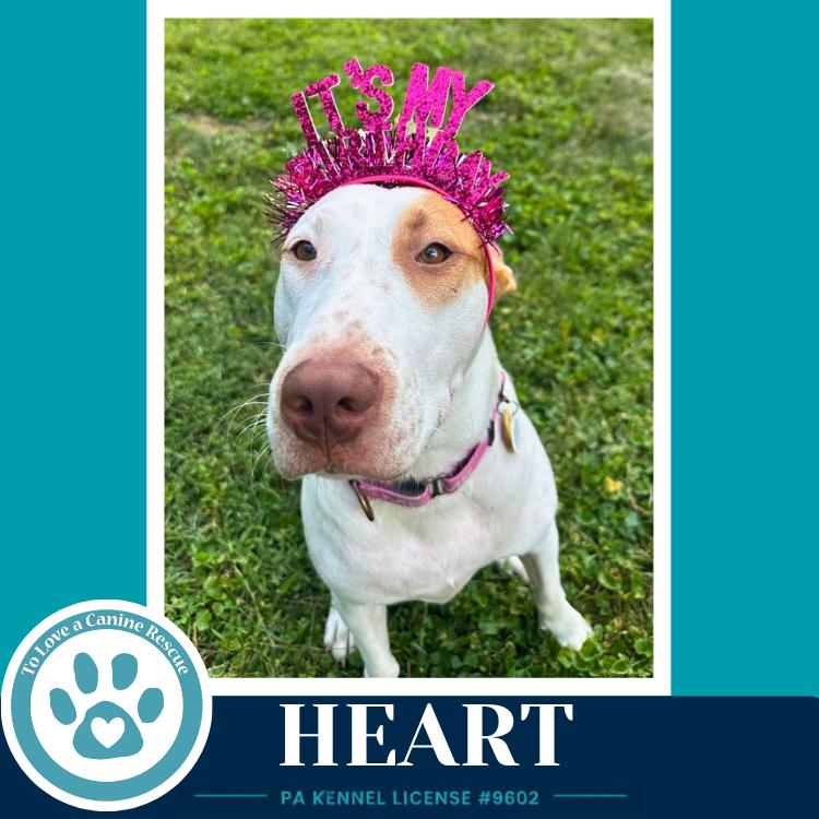 Heart 071826, a Adoptable mixed breed in Kimberton, PA image 2/4