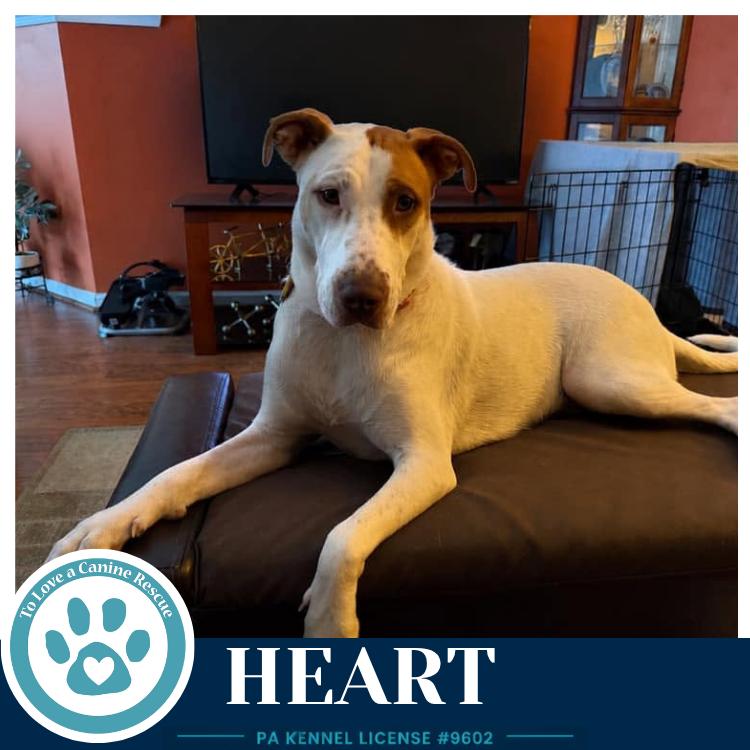 Heart 071826, a Adoptable mixed breed in Kimberton, PA image 3/4
