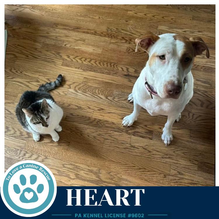 Heart 071826, a Adoptable mixed breed in Kimberton, PA image 5/6