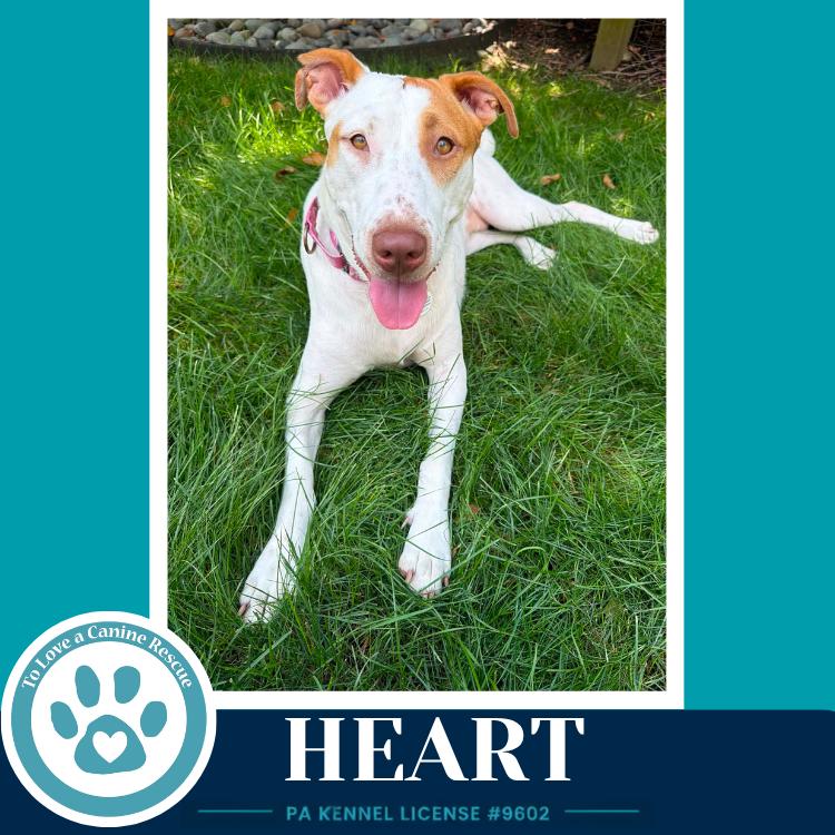 Heart 071826, a Adoptable mixed breed in Kimberton, PA image 6/6