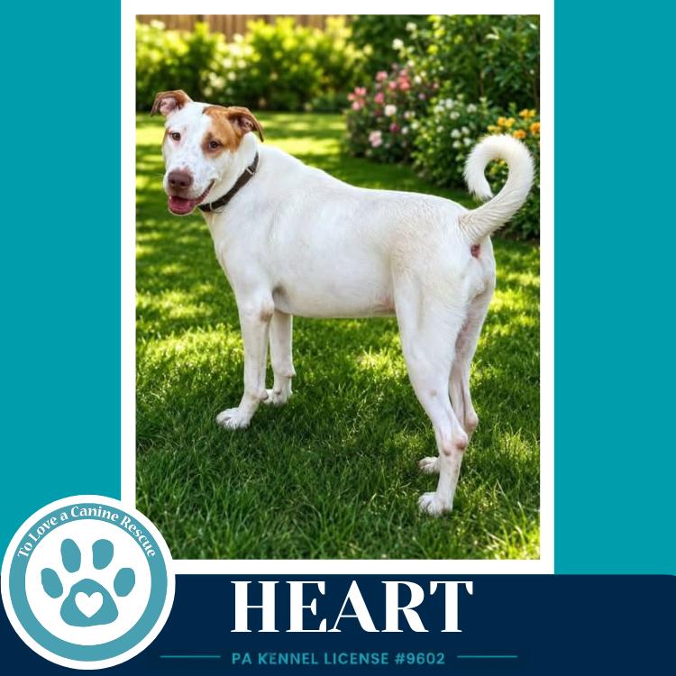 Heart 071826, a Adoptable mixed breed in Kimberton, PA image 4/4