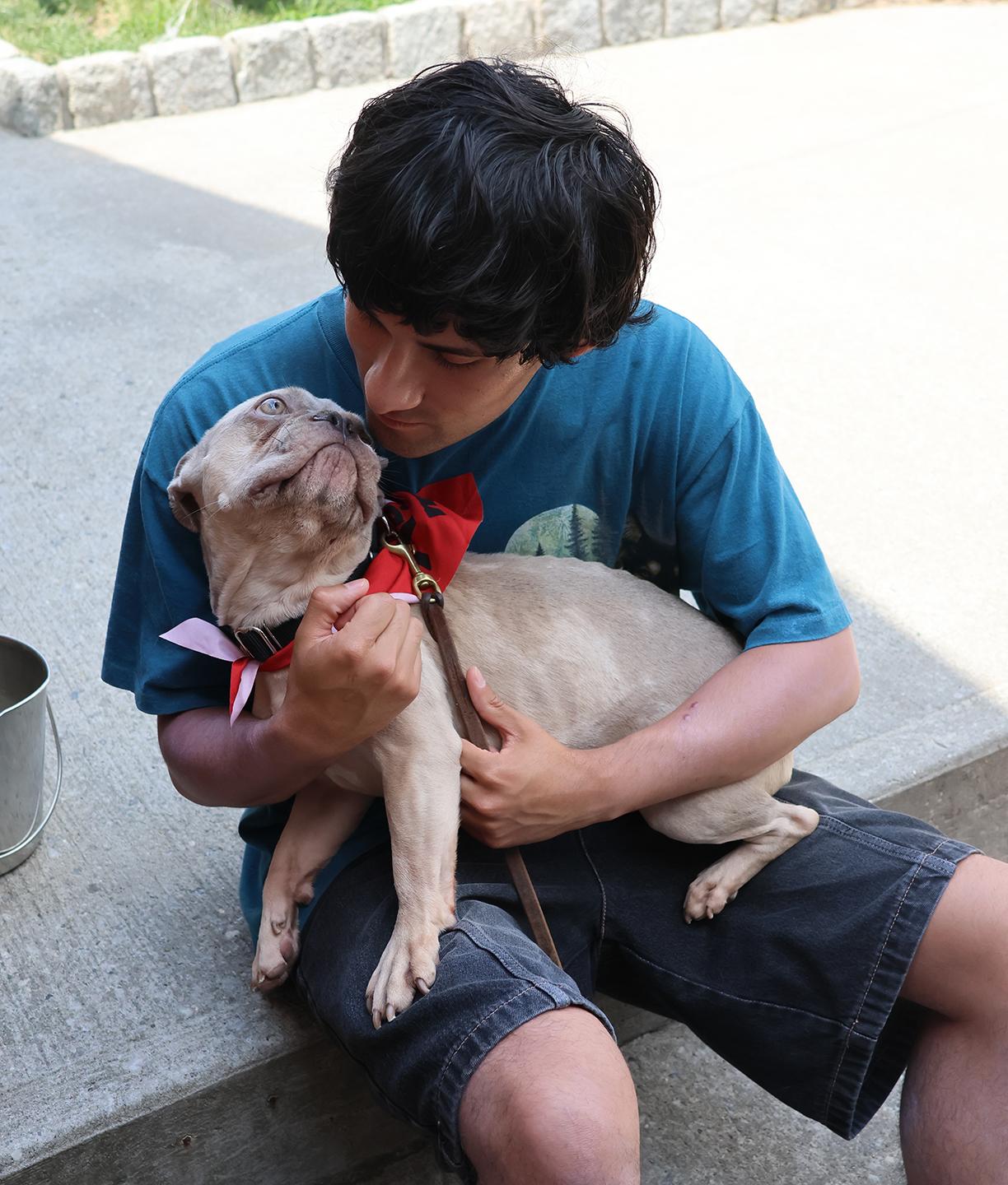 Chase, an adopted French Bulldog in Harrison, NY image 3/5