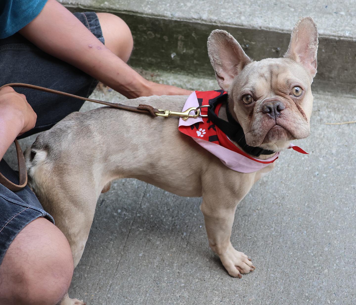 Chase, an adopted French Bulldog in Harrison, NY image 5/5