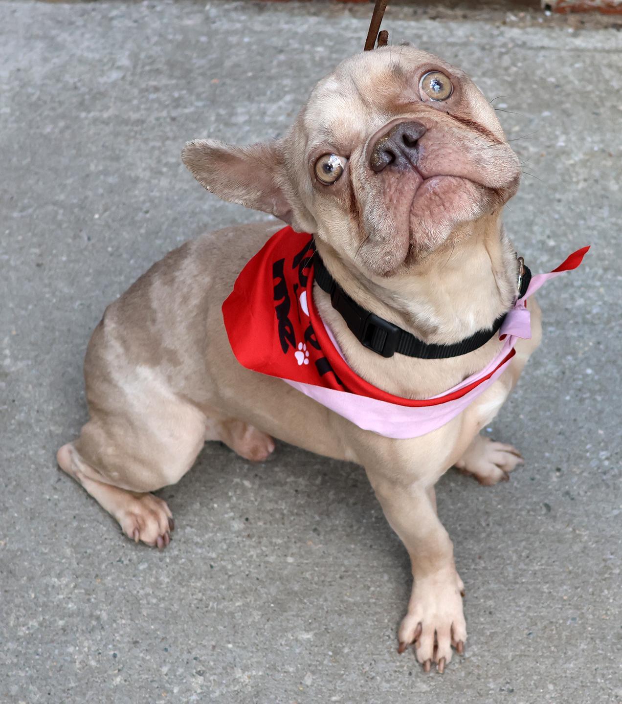 Chase, an adopted French Bulldog in Harrison, NY image 2/5
