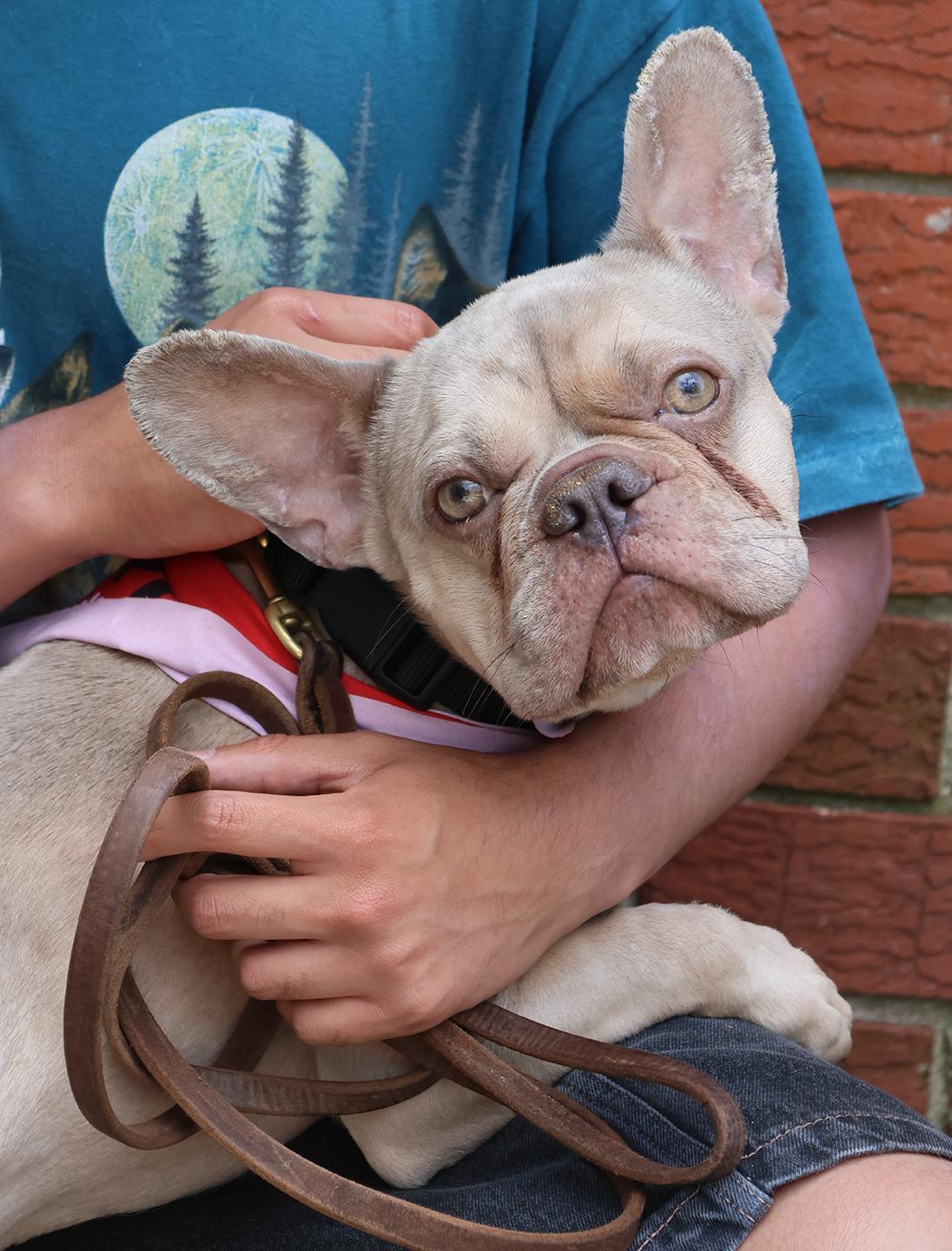 Chase, adopted, Young Male French Bulldog.