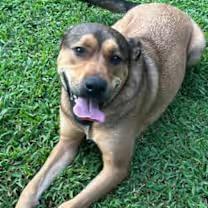 Enlarge Rebel, a ADOPTABLE mixed breed in Watertown, CT image 3/4