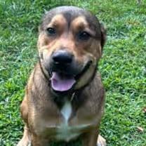 Enlarge Rebel, a ADOPTABLE mixed breed in Watertown, CT image 2/4