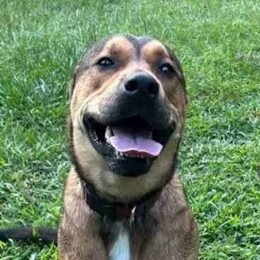 Enlarge Rebel, a ADOPTABLE mixed breed in Watertown, CT image 1/4