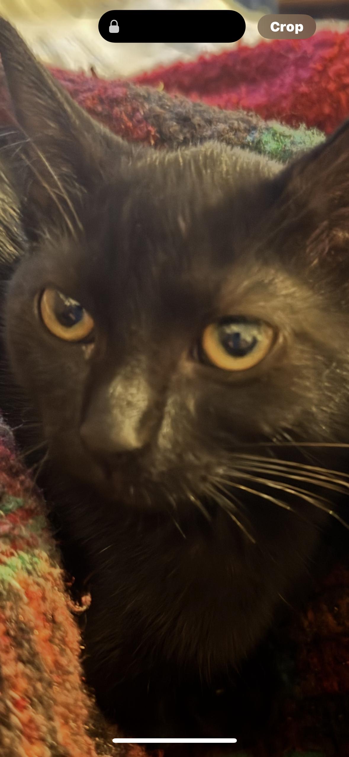 Enlarge Malakii, a Adoptable Domestic Short Hair in CRYSTAL RIVER, FL image 3/3