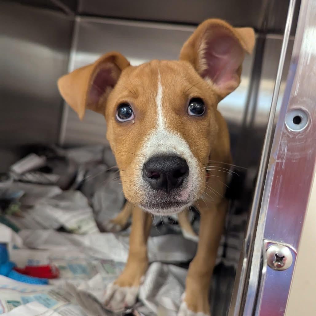 Enlarge Don, a Adoptable Mixed Breed in Madison, WI image 1/4