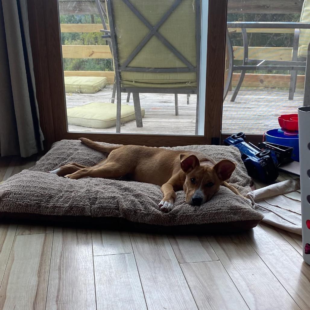 Enlarge Don, a Adoptable Mixed Breed in Madison, WI image 2/4