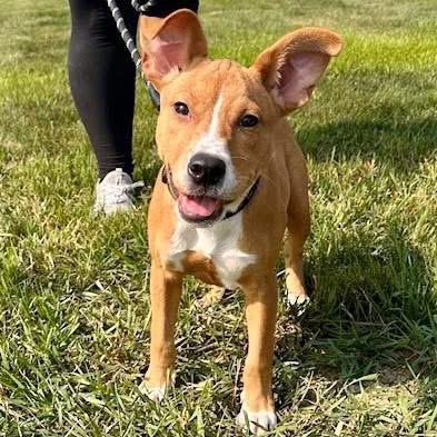 Enlarge Don, a Adoptable Mixed Breed in Madison, WI image 3/4