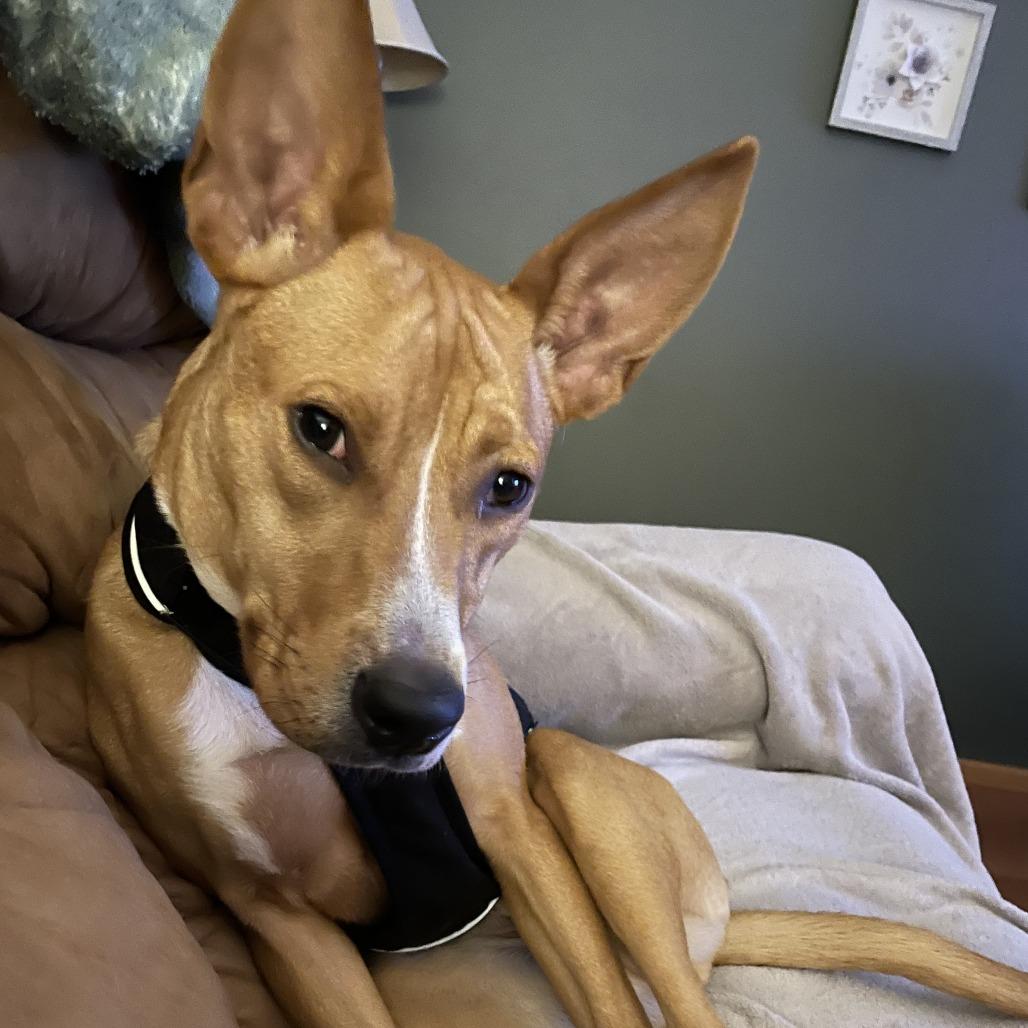 Enlarge Don, a Adoptable Mixed Breed in Madison, WI image 4/4