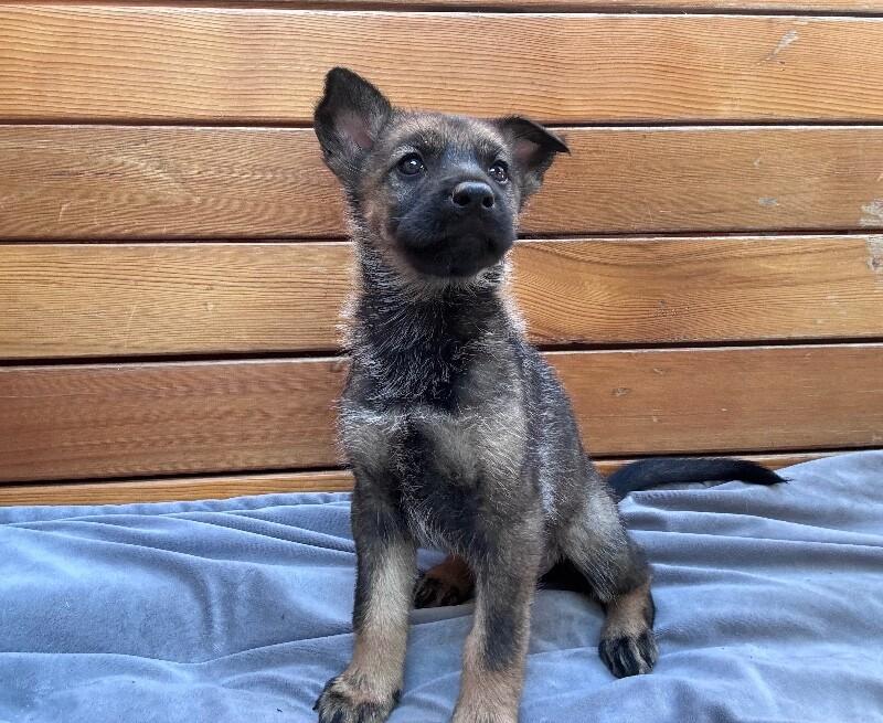 Athena, a Adoptable mixed breed in Seattle, WA image 1/2