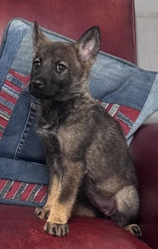 Athena, a Adoptable mixed breed in Seattle, WA image 2/2