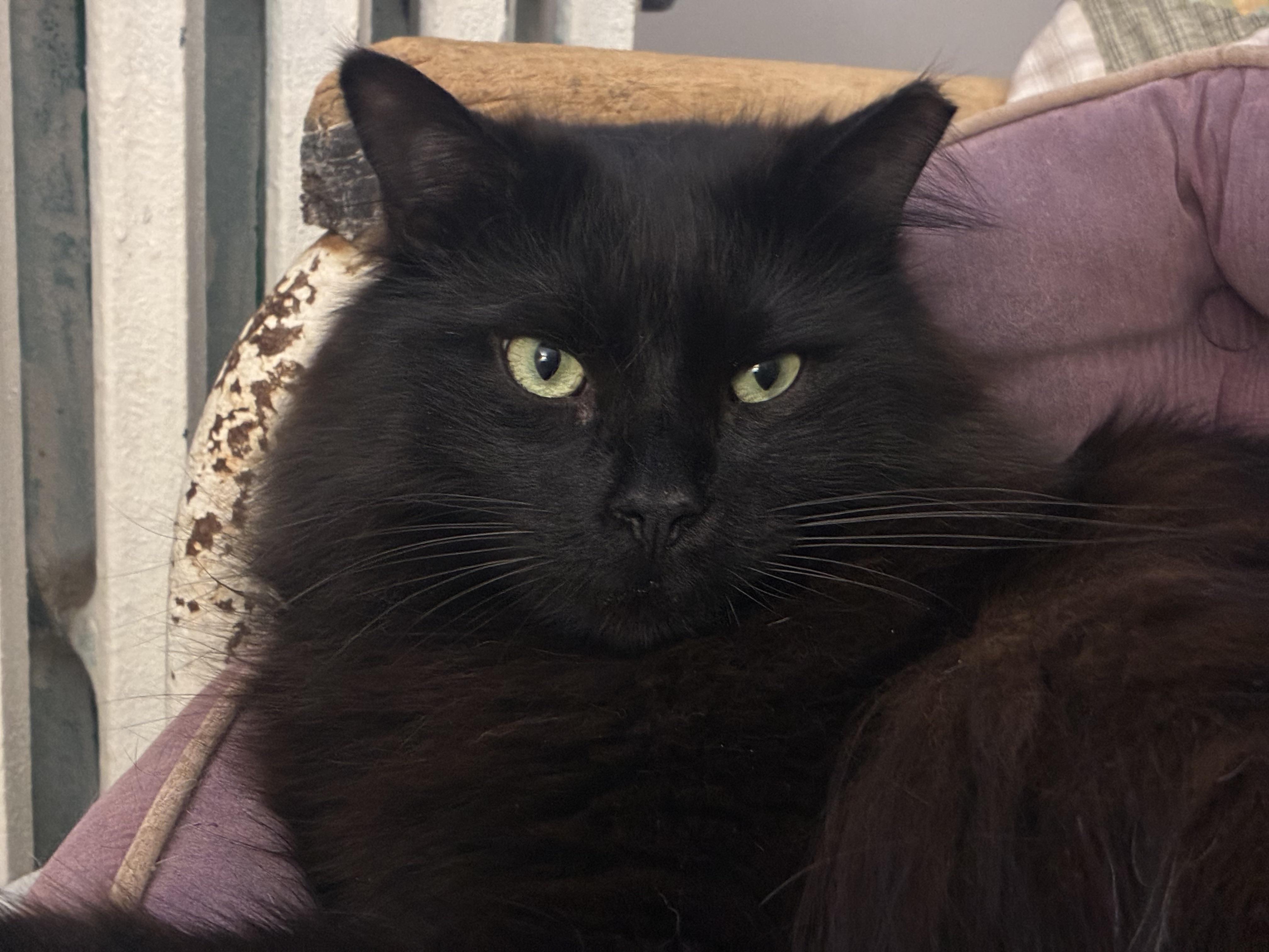 Jimmy *MUST BE ADOPTED WITH RIFF*, a Adoptable Domestic Long Hair in Toronto, ON image 1/5