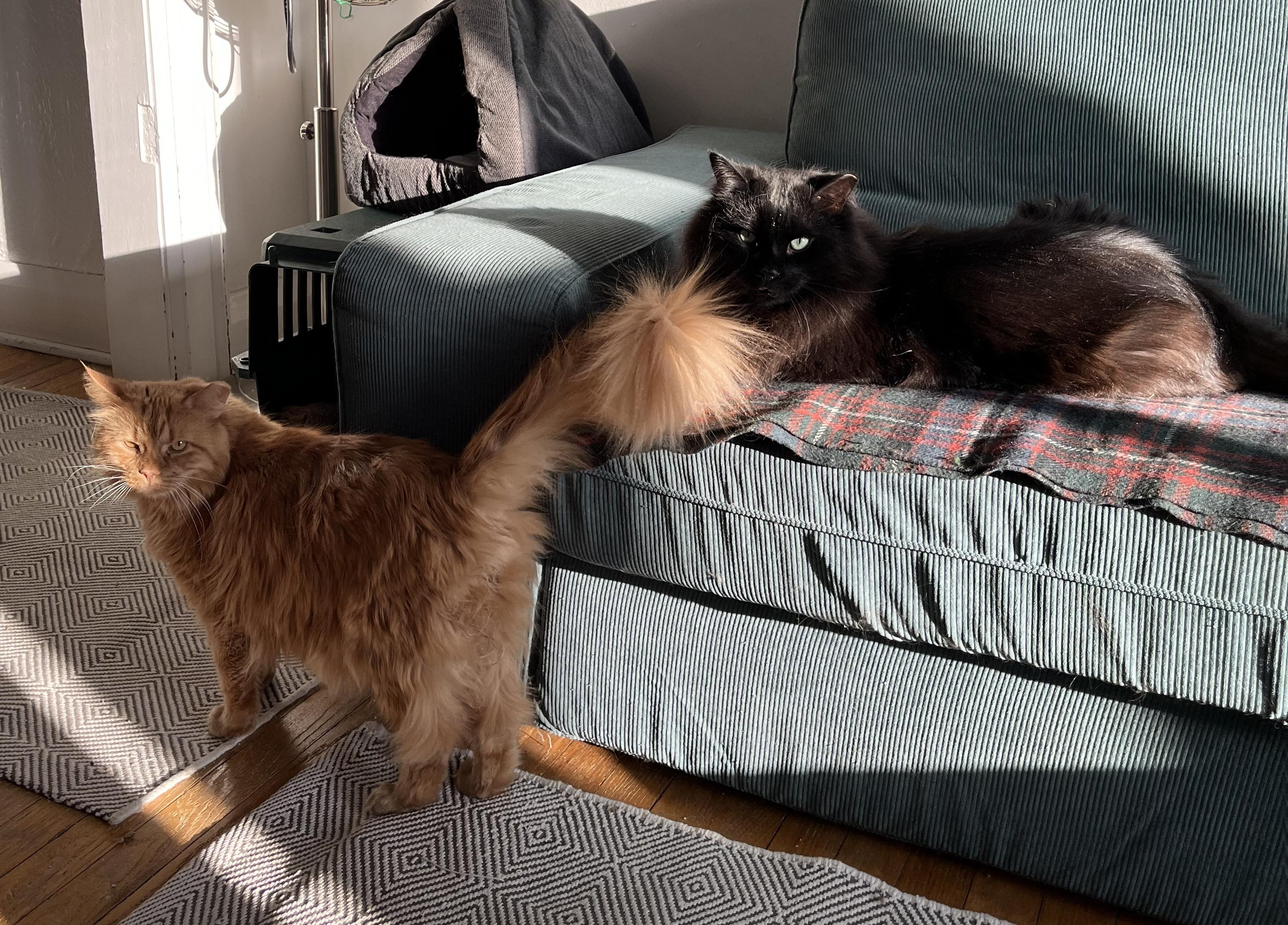 Jimmy *MUST BE ADOPTED WITH RIFF*, Adoptable, Adult Male Domestic Long Hair.