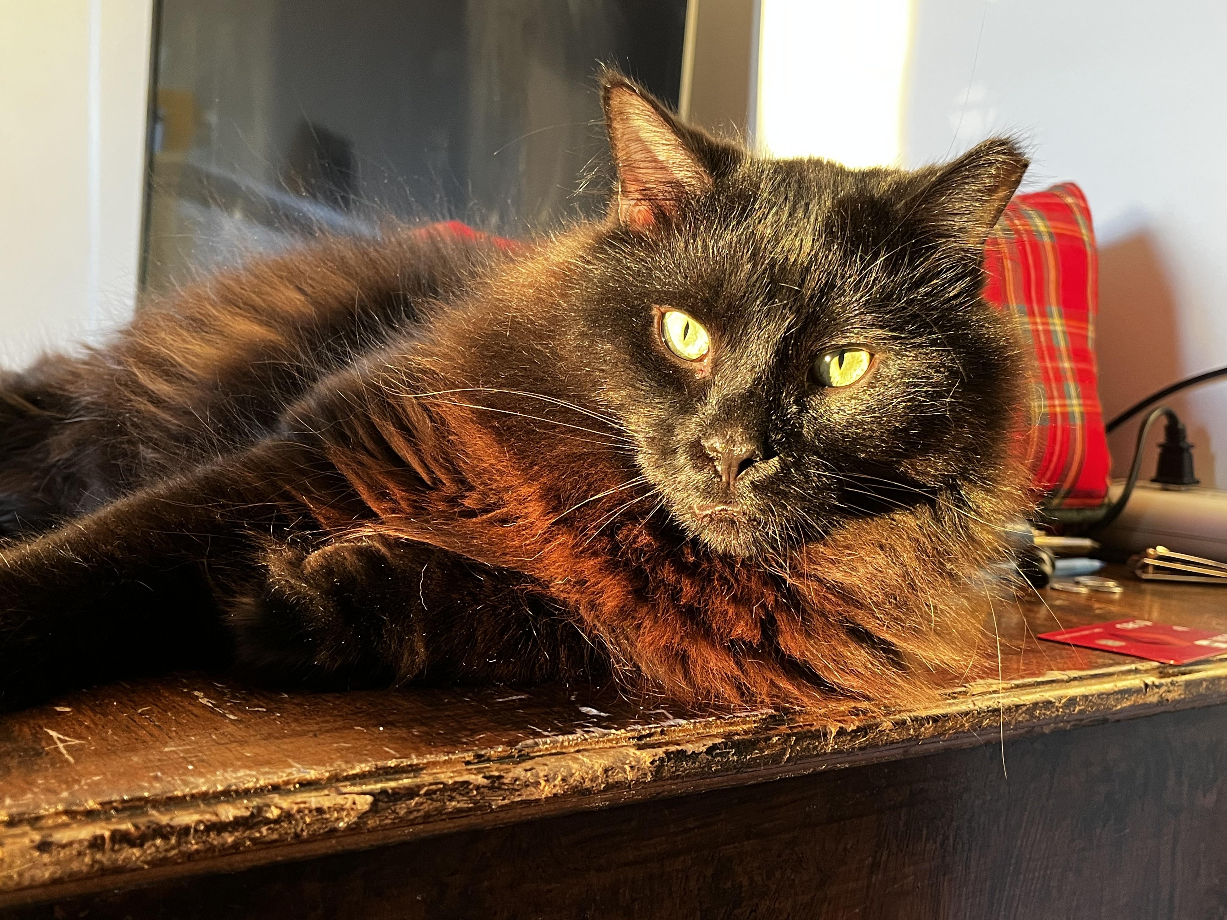 Jimmy *MUST BE ADOPTED WITH RIFF*, a Adoptable Domestic Long Hair in Toronto, ON image 3/5