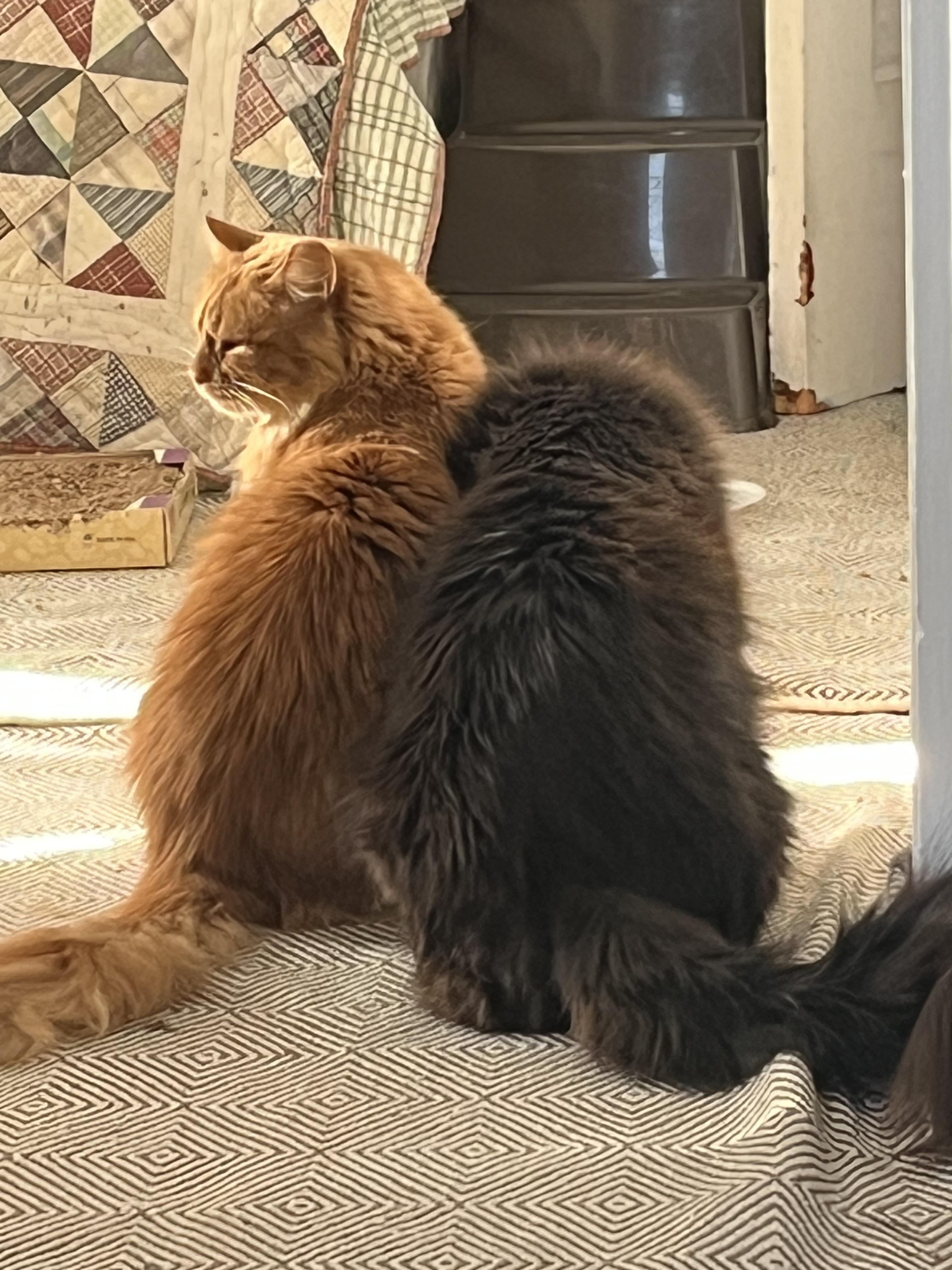 Jimmy *MUST BE ADOPTED WITH RIFF*, a Adoptable Domestic Long Hair in Toronto, ON image 5/5