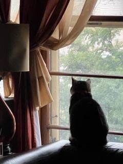 Enlarge Mika, a Adoptable Domestic Short Hair in Anoka, MN image 1/6