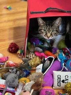 Enlarge Mika, a Adoptable Domestic Short Hair in Anoka, MN image 2/6