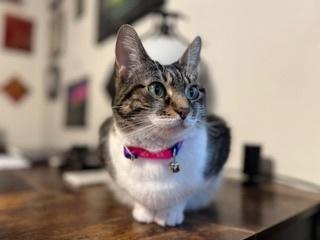 Enlarge Mika, a Adoptable Domestic Short Hair in Anoka, MN image 3/6