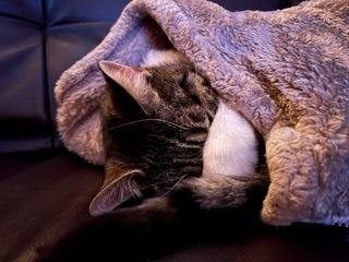 Enlarge Mika, a Adoptable Domestic Short Hair in Anoka, MN image 4/6