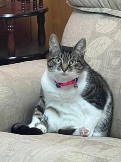 Enlarge Mika, a Adoptable Domestic Short Hair in Anoka, MN image 5/6