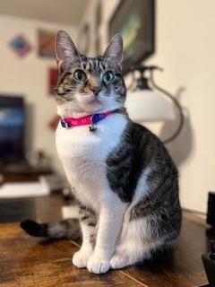 Enlarge Mika, a Adoptable Domestic Short Hair in Anoka, MN image 6/6