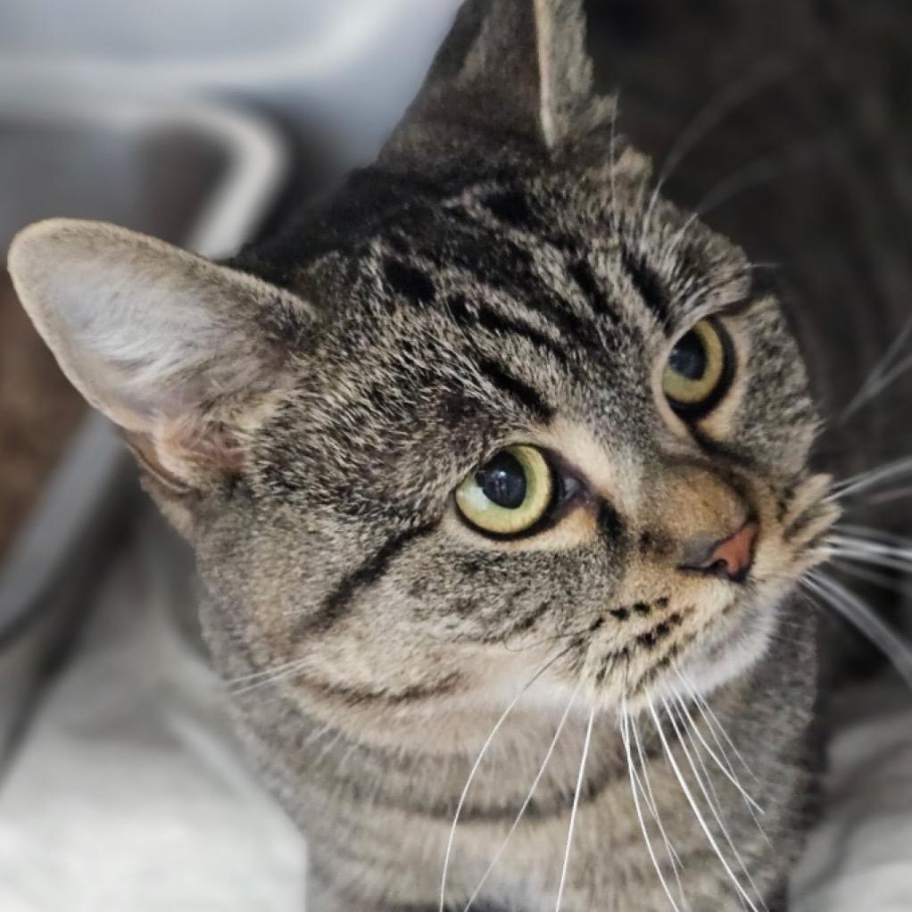 Enlarge Binx, a Adoptable Domestic Short Hair in Walden, NY image 1/1