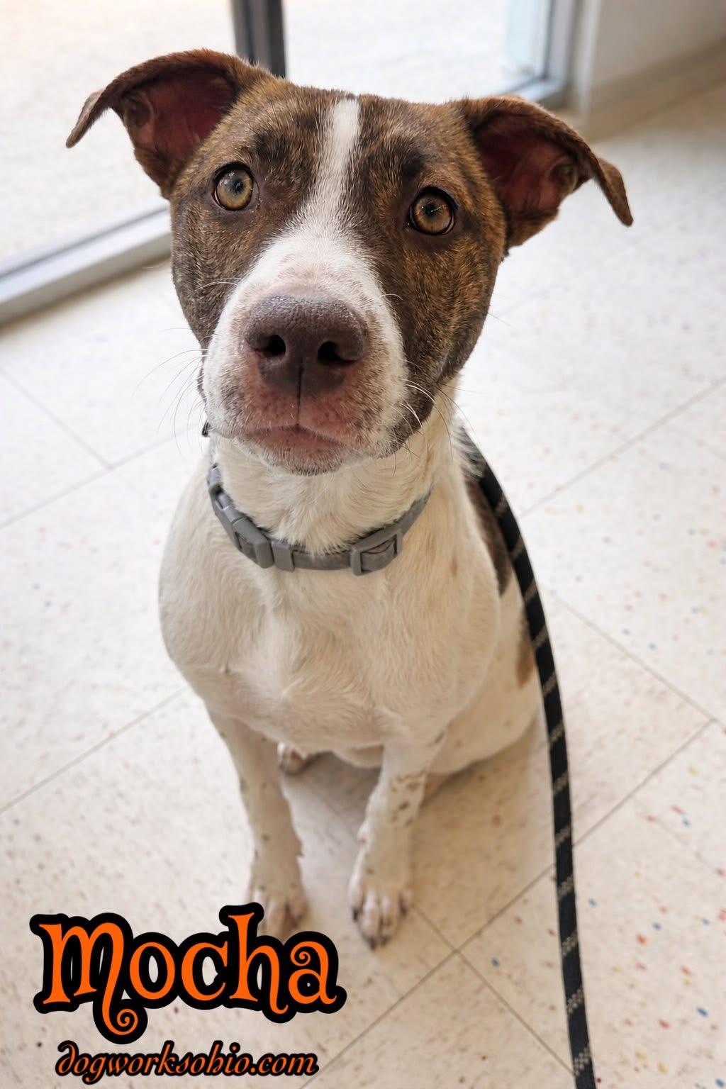 Mocha, Adoptable, Young Female Mixed Breed.
