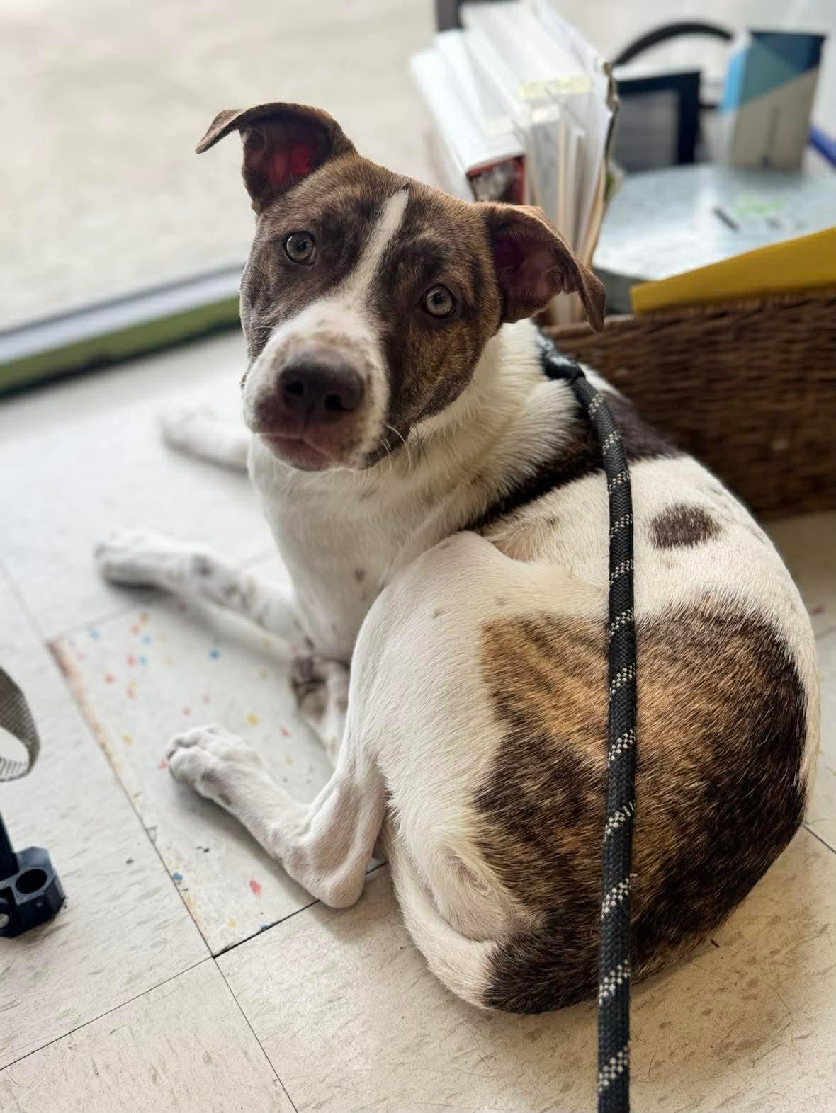 Enlarge Mocha, a Adoptable mixed breed in Toledo, OH image 2/3