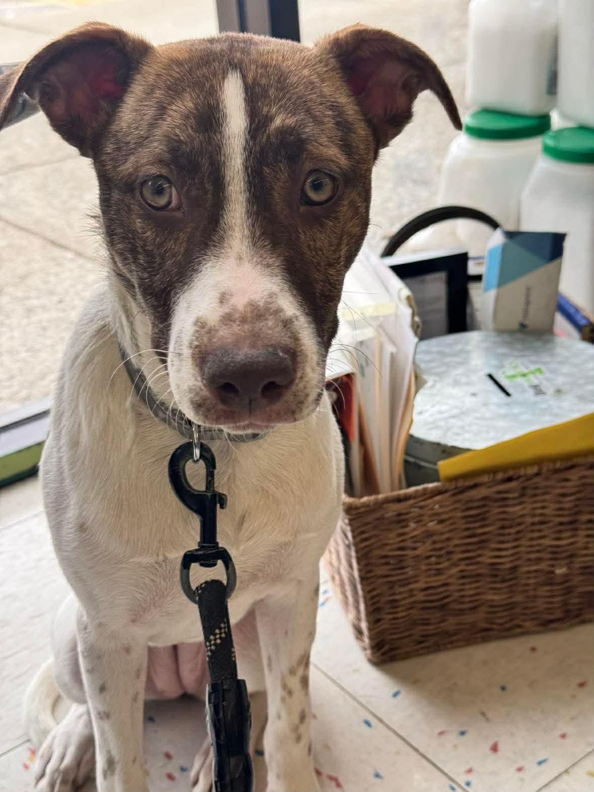 Enlarge Mocha, a Adoptable mixed breed in Toledo, OH image 3/3