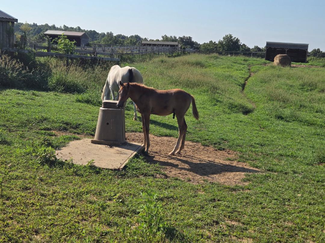 Enlarge Waseem, a Adoptable Arabian in Leitchfield , KY image 3/6