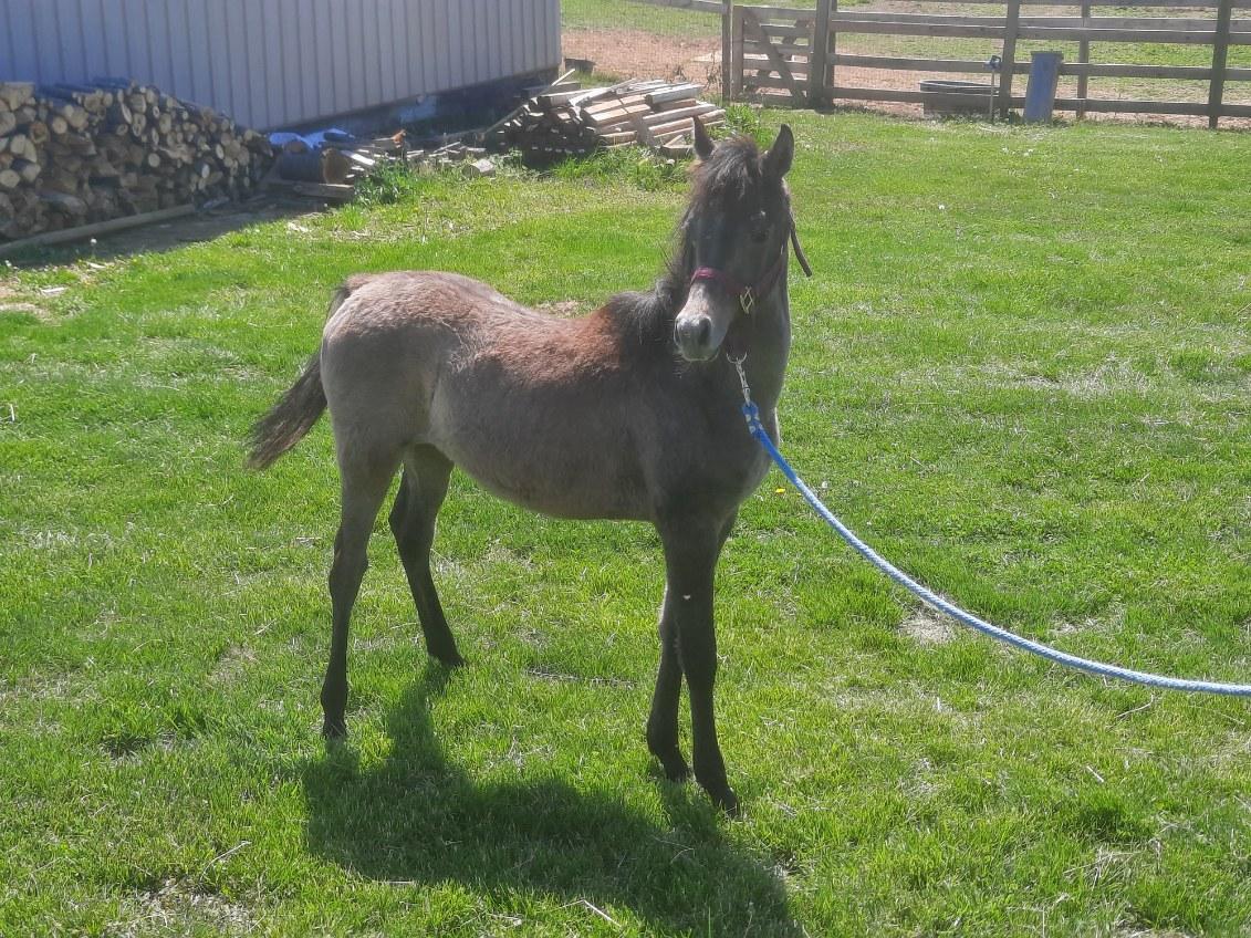 Enlarge Waseem, a Adoptable Arabian in Leitchfield , KY image 6/6